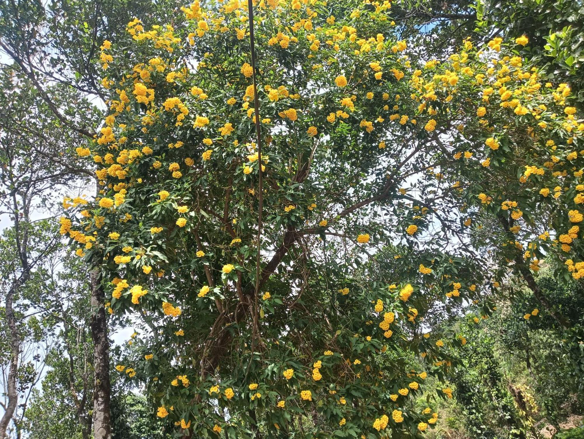 Tharayil Farm Stay Vagamon Værelse billede